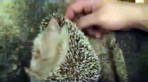 Our Cute Pets - Hedgehog