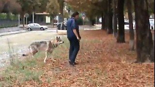 Czechoslovakian Wolfdog: River the urban wolfdog