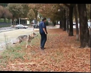 Czechoslovakian Wolfdog: River the urban wolfdog