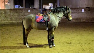 4 yo new forest pony by Strandager's Bandit/Parks Tambour
