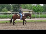 Too Zippy To Rock(Vic) 2013 AQHA All Around Gelding For Sale