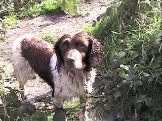 English Springer Spaniel Tribute - In memory of Moffi