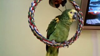 Armenian singing parrot
