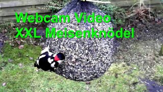 Webcam Video XXL Meisenknödel