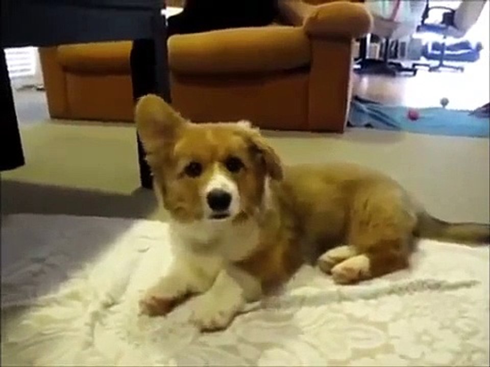 FUNNY DOG VIDEOS | cats and dogs 2015