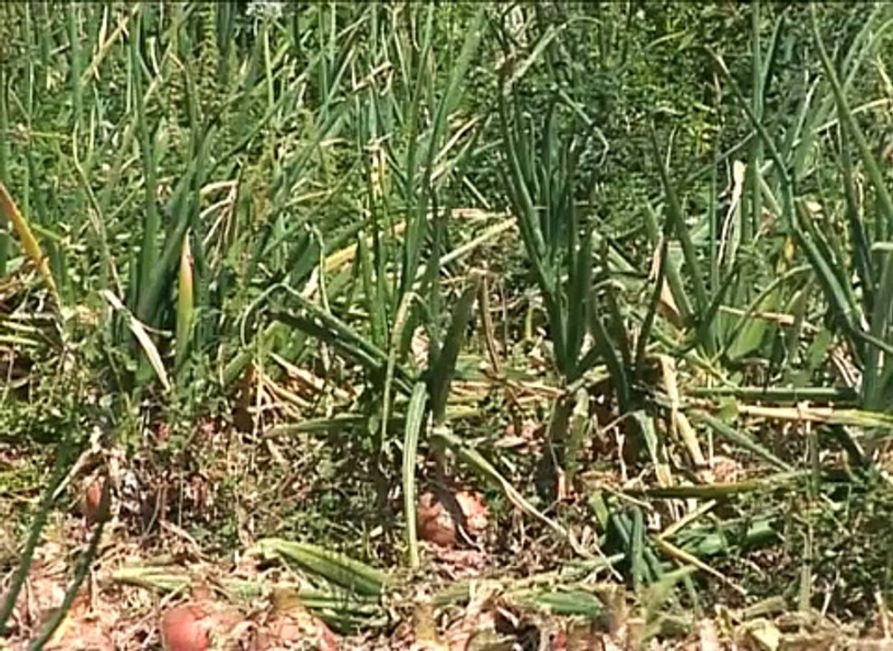 Campaña de Cebolla en CLM