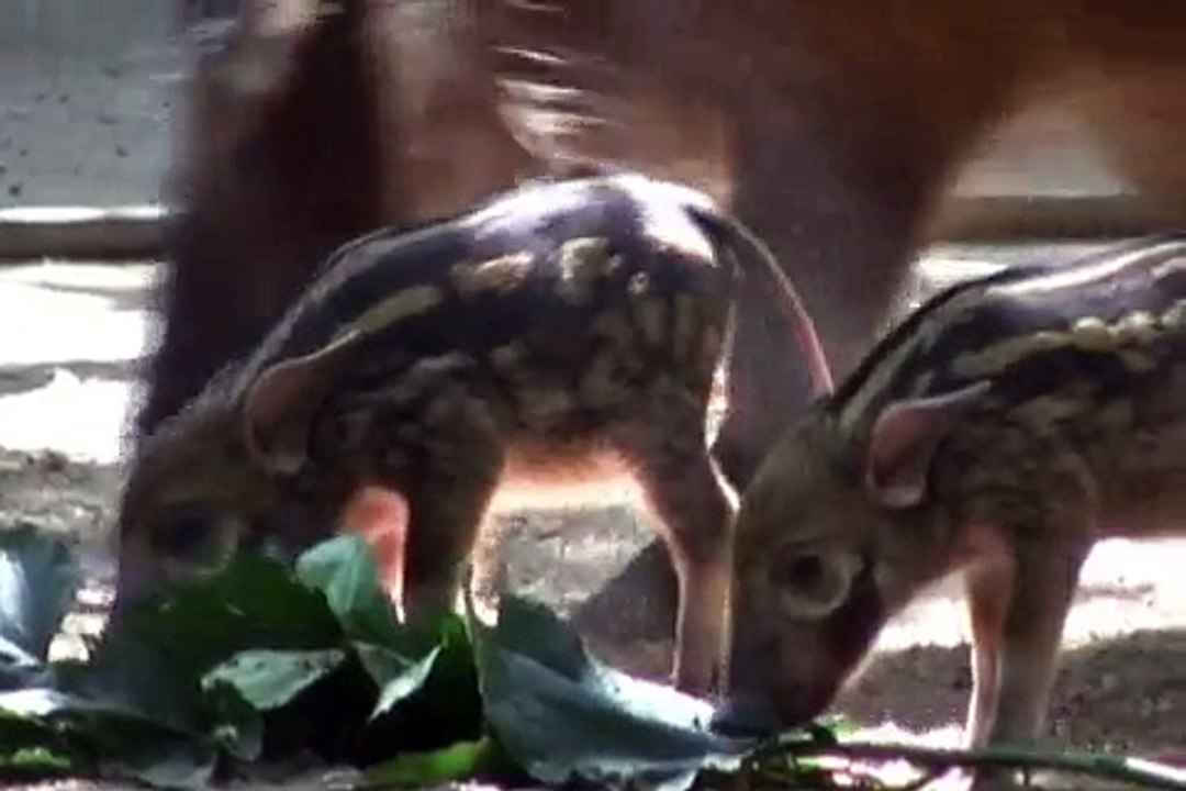 Red River Hog Piglets, 1st day on exhibit