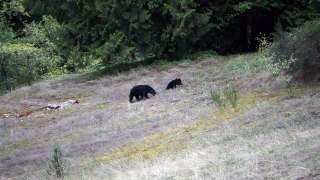Black Bear with Blue head near Silvermere Lake is Mission, BC