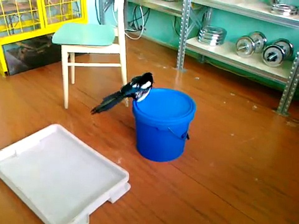 Straka se koupe, bez zvuku / Magpie has a bath