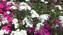 Butterfly Kisses on Beautiful Flowers on Fablous Natural beauty of GOD 4 April 2011 Lahore Pakistan