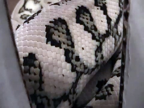 Red Jaguar Coastal Carpet Python- Kyra
