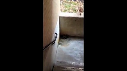 Baby ducklings in trouble