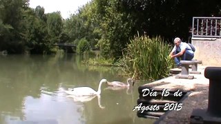 Día 15 de Agosto 2015 Los Cisnes del Rio Carrión a su paso por la Ciudad de Palencia
