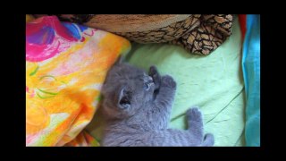 Scottish Fold cat 2010.wmv