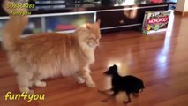 Cat Is Very Patient With This Dog!! ★ funny cats, cute cats, cute kitten, crazy cats, hilarious cats
