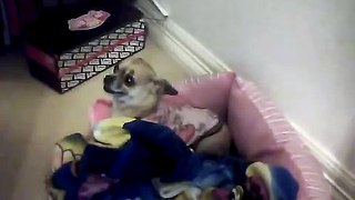 my dog Bella being mean (chihuahua)