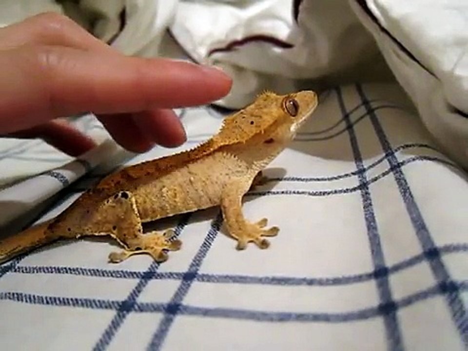 Crested Gecko Jumping Around