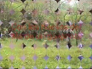 Hacer reclamo para guajolote (cazarco)