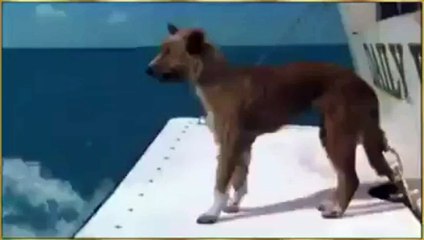 Un Dauphin sauve un chien de la noyade sur mere a voire