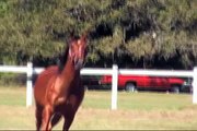 Beautiful Arabian Gelding For Sale in Texas Video #2!