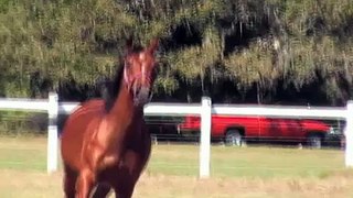 Beautiful Arabian Gelding For Sale in Texas Video #2!