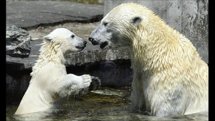 Session EDM Music, LRAD, ANIMALS,EPIC (Tomorrowland Music)