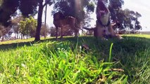 My Dog Loves Her Frisbee at the Beach...and Dog Park. GoPro Camera