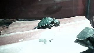 Hungry baby turtle