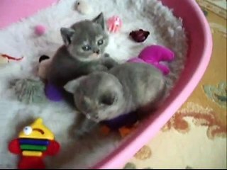 Télécharger la video: Suntrek British Shorthair Kittens 08