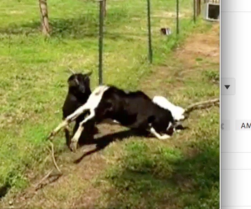 Goat hit by Dog