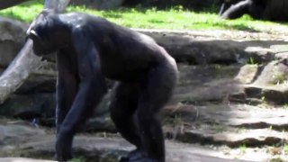 Baby Gorilla Following Parent at Taronga Zoo Sydney