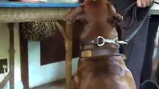 Dog Training - Sit For Walk