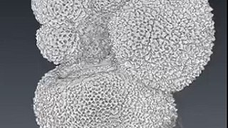 Globigerinella foraminifera