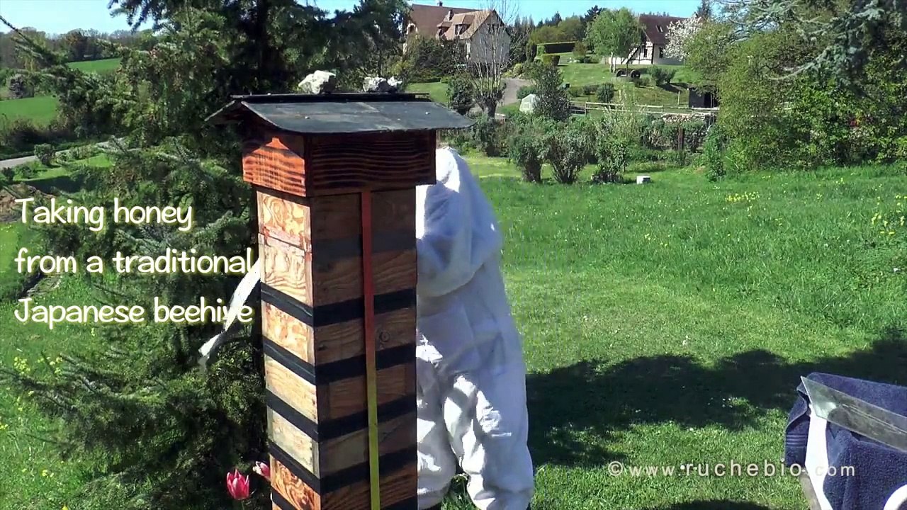 Taking honey from a traditional Japanese beehive - natural beekeeping in France