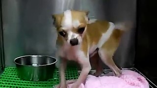 [過期資料]~小幼犬-待認養-A段-台北市動物之家-20080227