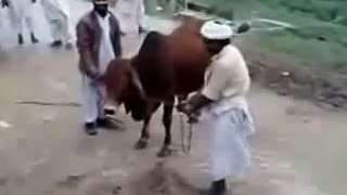 الثور يرفس باكستاني رفسة محترمة مضحك جدا | animals