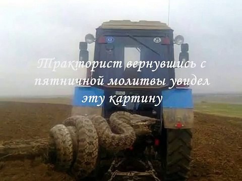 Гигантская змея на Кавказе