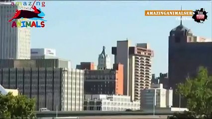 Змея вылезла из-под капота и бросилась на людей в машине Нап