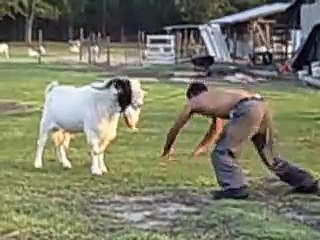 Man Fight with Lazy Goat