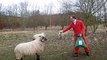 Funny Video - Crazy Sheep Attacking and Scaring People in th