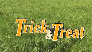 Jeffo Trick & Treat GIB LAUT | EN: SPEAK (Hund: Louis)