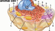 animal cell parts quiz
