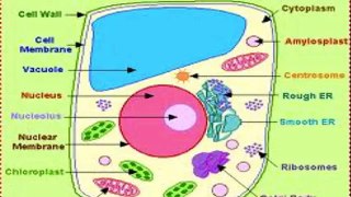 animal cell 9th grade