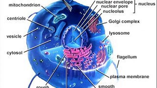 inside an animal cell nucleus