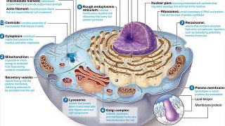 functions in a animal cell chart