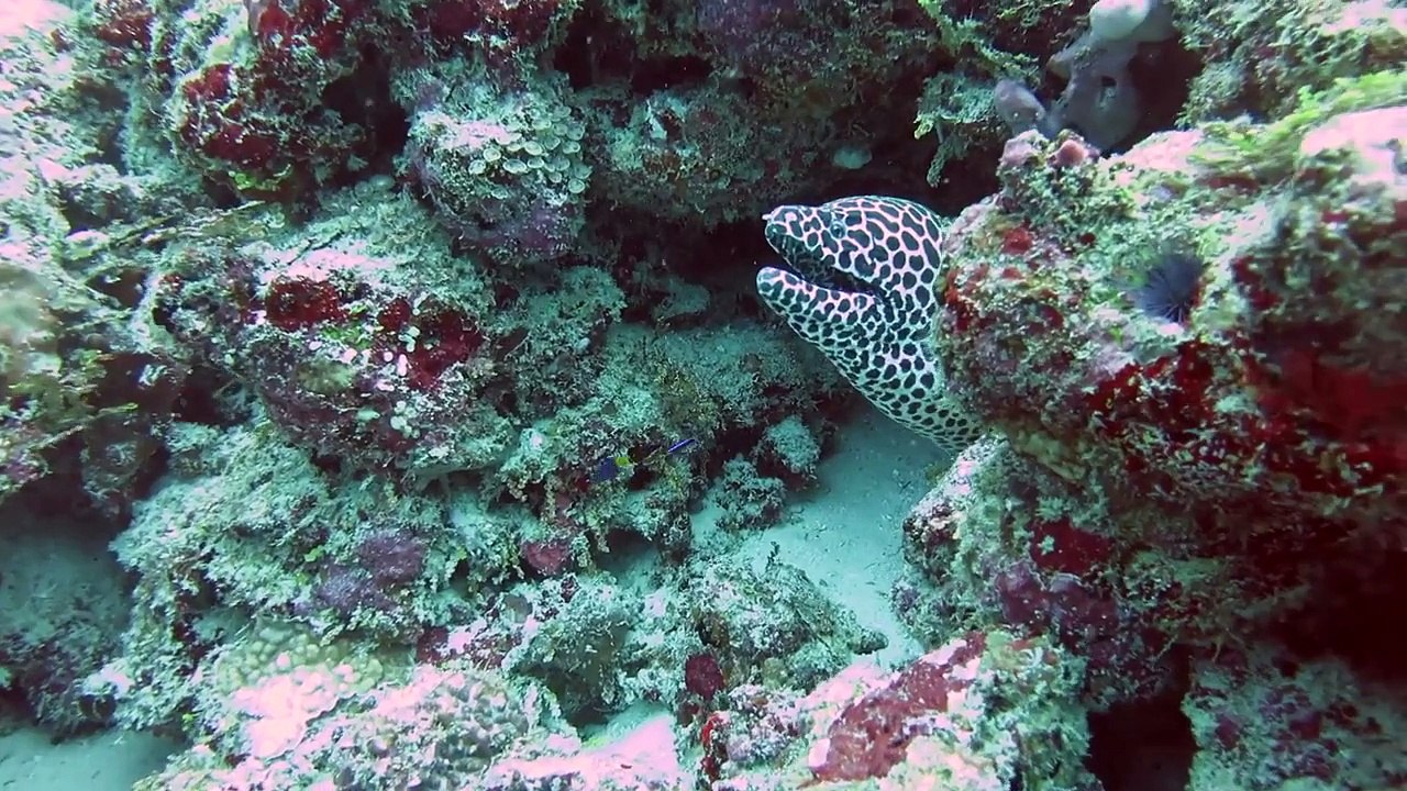 Huge Ghost Net removal in the Maldives