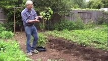 Planting Tomatoes Part 2 - Planting Seedlings