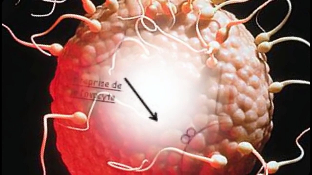 [French YTP] La Petite Queue de Fred