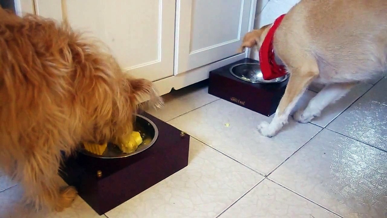 Milka y Menta comiendo helado de Miguitas
