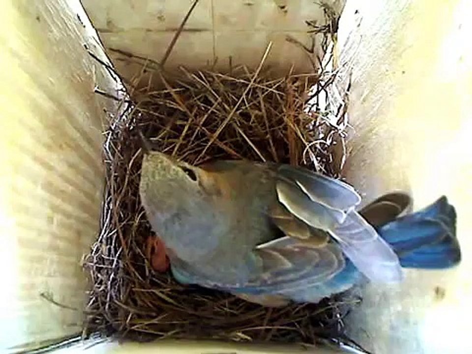 Bluebird Egg 2 Hatch Nest 3